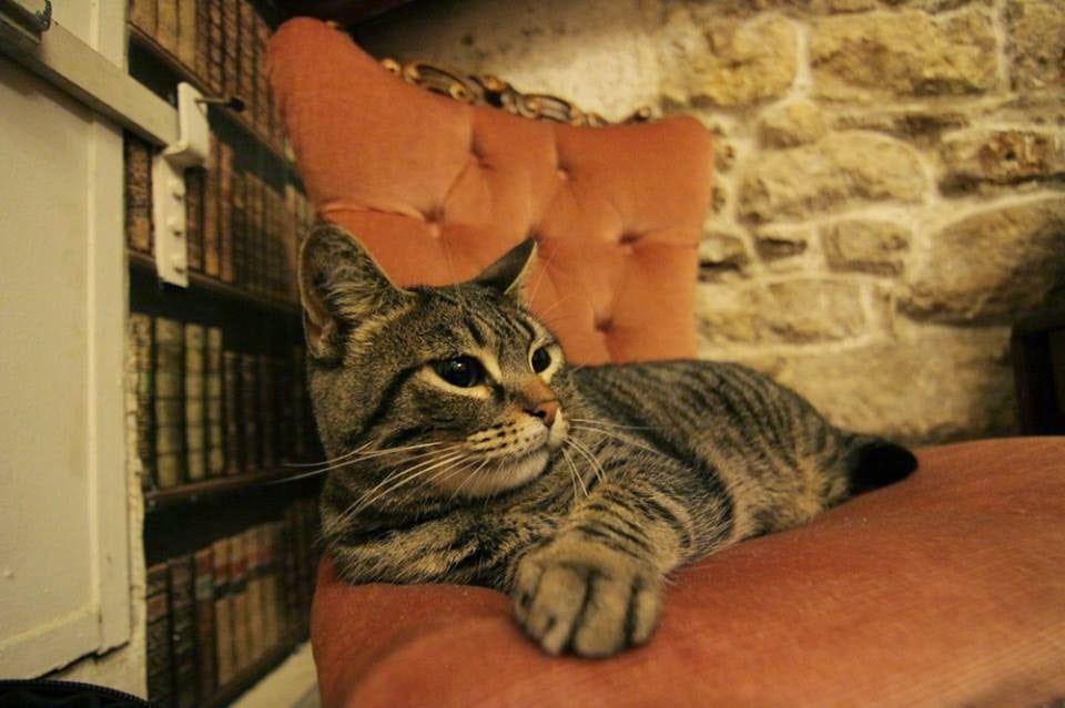 חתול בבית הקפה café des chats בפריז
