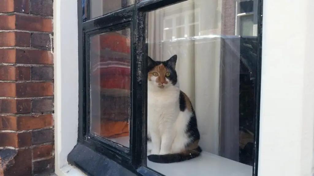 חתול אמסטרדם