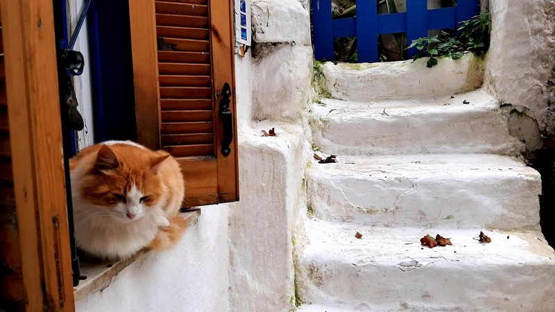 חתולים באתונה